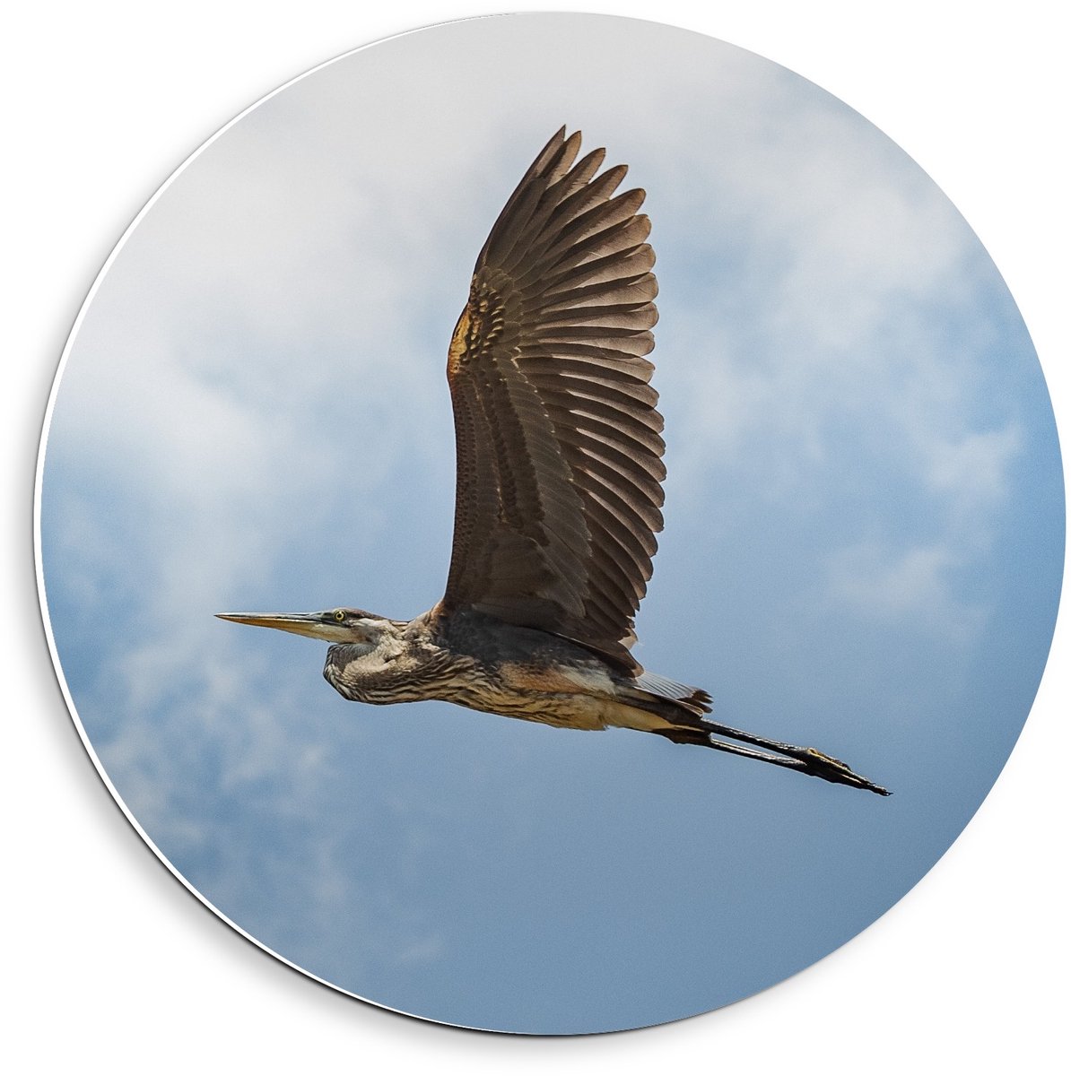 Forex Wandcirkel - Roofvogel in de Lucht - 40x40cm Foto op Wandcirkel (met ophangsysteem)