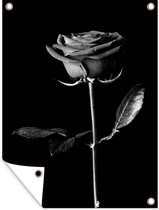 Affiche de jardin Une rose rouge sur fond noir - noir et blanc - 90x120 cm