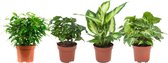 4x supermooie kamerplanten – staan mooi in ieders huis – Koffieplant, dieffenbachia, ficus van blad, podophyllum,  Ø 12 cm – Hoogte 25 cm (waarvan +/- 15 cm plant en 10 cm pot)