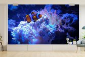 Behang - Fotobehang Vis - Koraal - Water - Breedte 535 cm x hoogte 300 cm