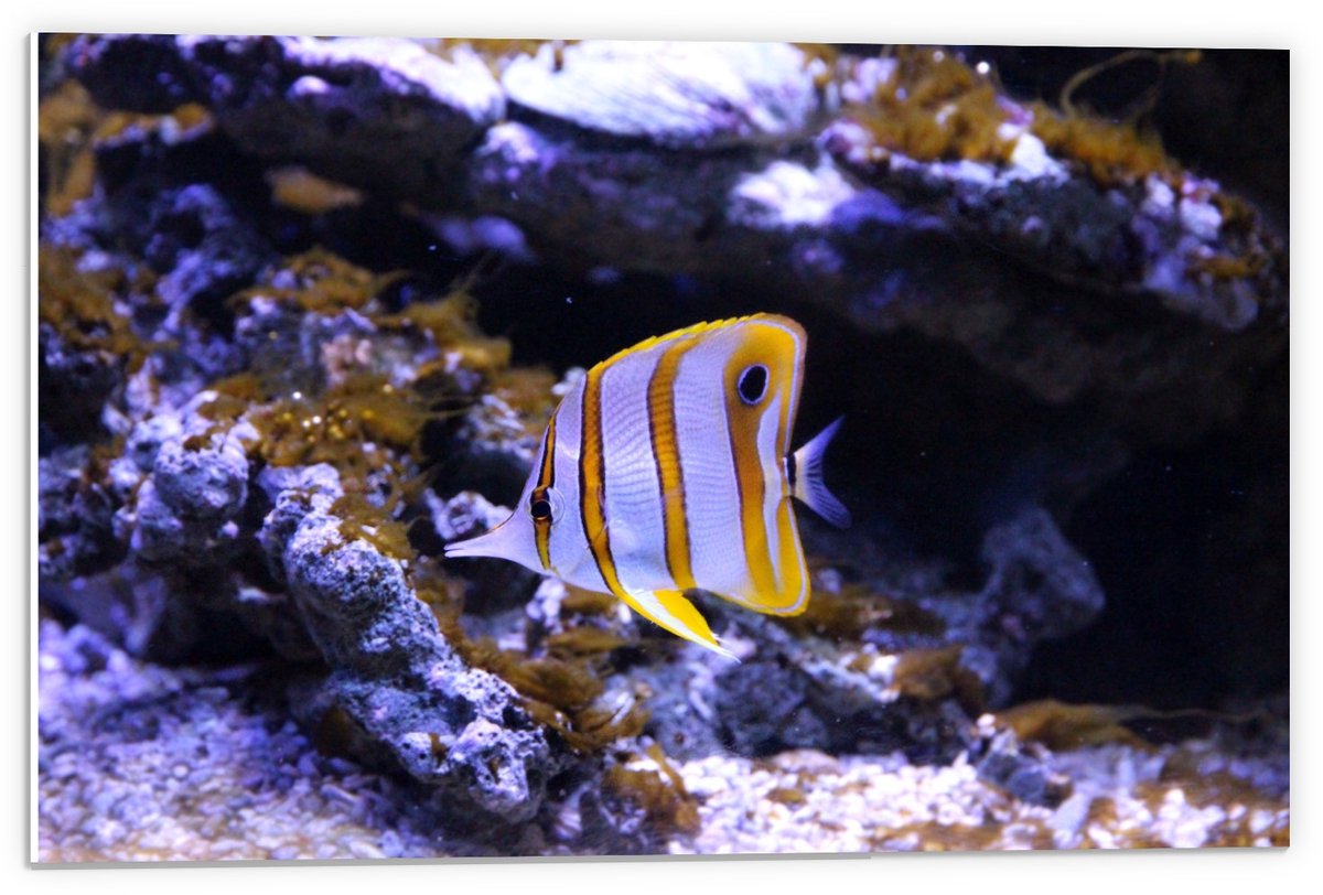 Forex - Wit/Oranje Visje in Aquarium - 60x40cm Foto op Forex