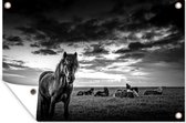 Tuinposters buiten Liggende IJslandse paarden in het gras - zwart wit - 90x60 cm - Tuindoek - Buitenposter