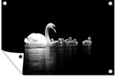 Affiche jardin - Toile Posters de jardin extérieur - Cygnes sur fond noir - noir et blanc - 120x80 cm - Jardin