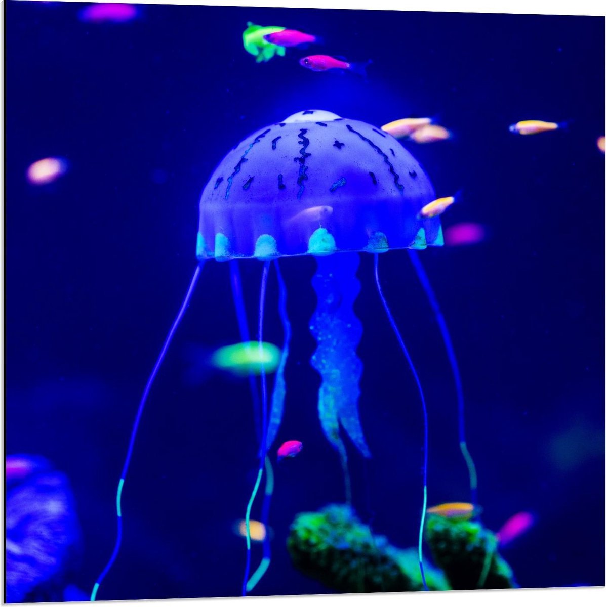 Dibond - Blauwe Kwal in Aquarium - 80x80cm Foto op Aluminium (Wanddecoratie van metaal)