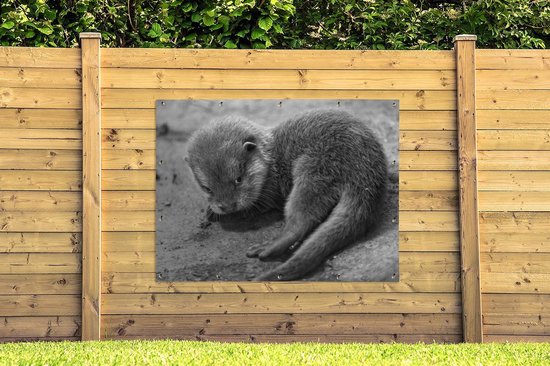 Décoration murale extérieure Un bébé loutre regarde timidement vers la caméra - noir et blanc - 160x120 cm