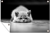 Posters de jardin extérieur Chat épuisé - noir et blanc - 90x60 cm - Toile jardin