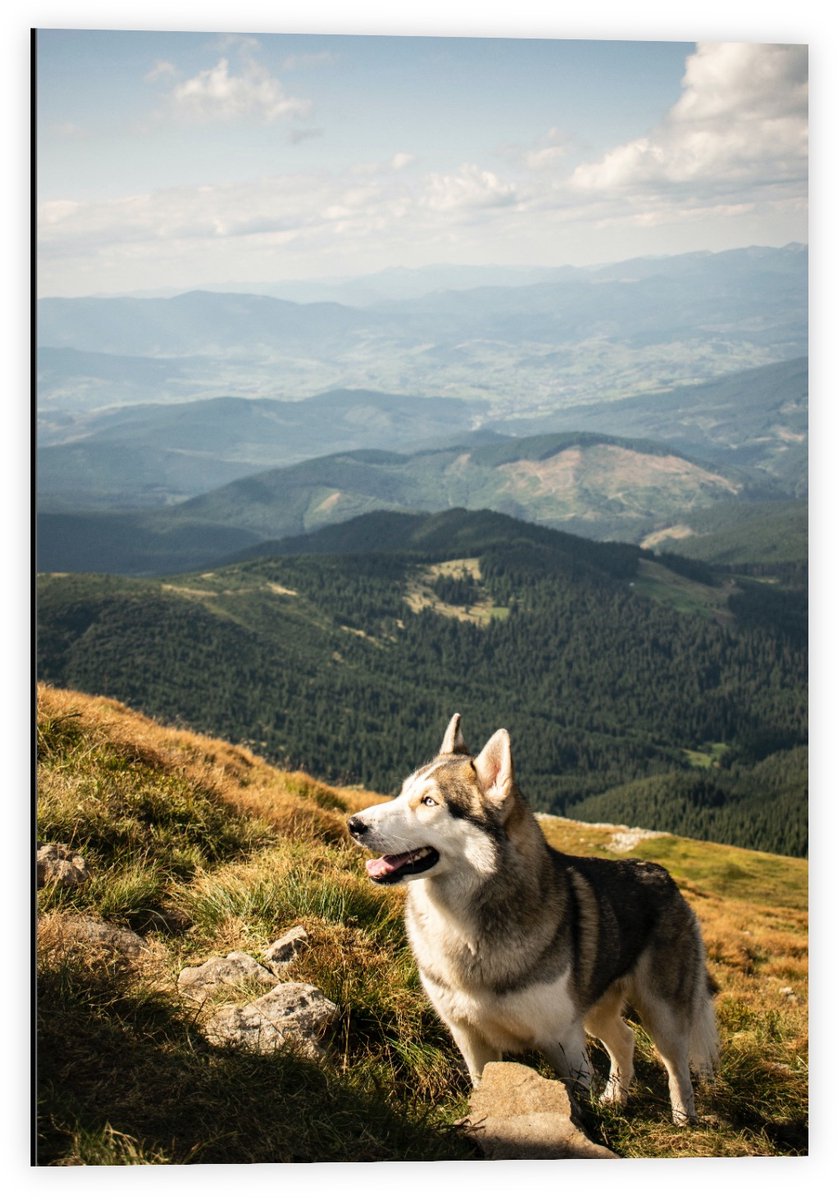 Dibond - Husky op hoge Berg - 40x60cm Foto op Aluminium (Wanddecoratie van metaal)