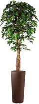 Kunstplant Ficus in Clou rond bruin H250 cm - HTT Decorations