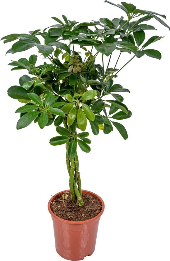Schefflera 'Arboricola' | Vingerplant per stuk - Kamerplant in kwekerspot ⌀19 cm - ↕70-80 cm