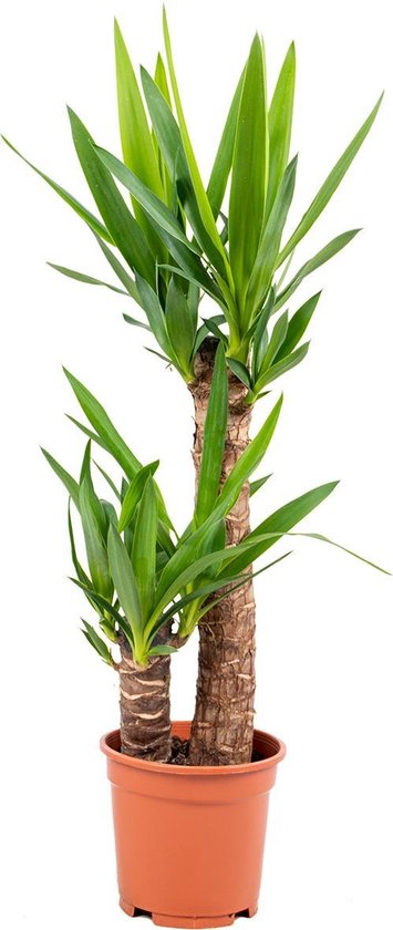 Yucca 'Elephantipes' 2 stam | Palmlelie per stuk - Kamerplant in kwekerspot ⌀17 cm - ↕60-70 cm