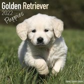 Golden Retriever Puppies Kalender 2022