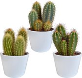 Cereus mix in witte pot | 3 stuks | Ø 12 cm |  18-23 cm