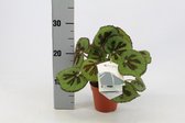 Kamerplant van Botanicly – Stippenbegonia – Hoogte: 30 cm – Begonia Masoniana Rock