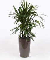 Kamerplant van Botanicly – Bamboepalm in taupe plastic pot 'Santorini' als set – Hoogte: 110 cm – Rhapis Excelsa