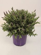 Kruid van Botanicly – Lavendel – Hoogte: 35 cm – Lavendula stoechas