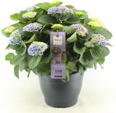 Bloem van Botanicly – Hortensia – Hoogte: 50 cm – Hydrangea macrophylla Magical Evolution