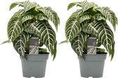 Aphelandra 2 stuks - Zebraplant - Hoogte: ↑ 40 cm - Zon - Waterbehoefte: Gemiddeld - diameter pot: 17 cm