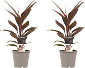 Cordyline 2 stuks - Hoogte: ↑ 40 cm - Zon - Waterbehoefte: Gemiddeld - diameter pot: 12 cm