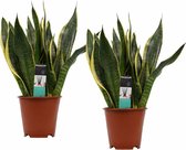 Sansevieria Superba 2 stuks - Hoogte: ↑ 40 cm -