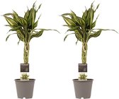 Dracaena 2 stuks - Drakenbloedboom - Hoogte: ↑ 45 cm - Half-schaduw - Waterbehoefte: Gemiddeld - diameter pot: 12 cm