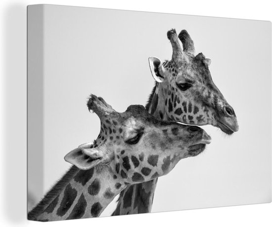 Canvas Schilderij Giraffen die hun hoofden wrijven - zwart wit - 90x60 cm - Wanddecoratie