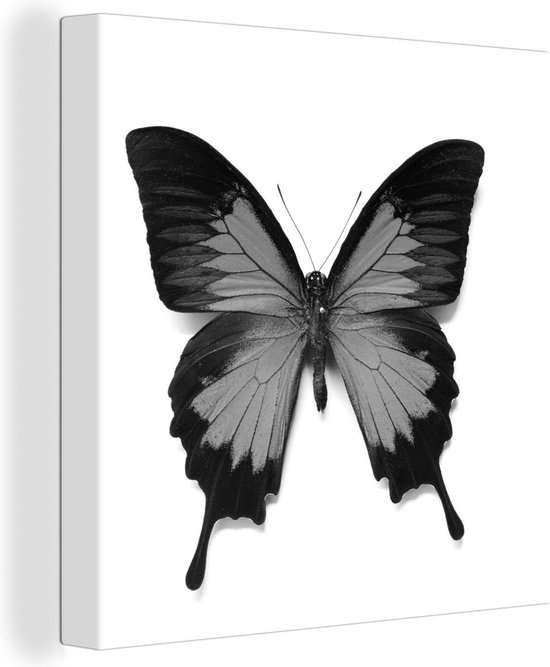 Canvas Schilderij Vlinder voor witte achtergrond - zwart wit - 20x20 cm - Wanddecoratie