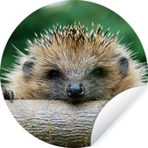 WallCircle - Stickers muraux - Cercle Papier Peint - Hérisson - Forêt - Tronc D'Arbre - 120x120 cm - Cercle Mural - Auto Adhésif - Sticker Papier Peint Rond XXL