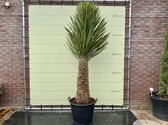 Yucca Filifera stamhoogte 90-100 cm