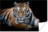 Poster Portret - Tijger - Zwart - 120x80 cm