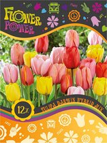 12x Tulpen- Mix 'Prelude' - Flower Power - Winterhard - 12 bollen