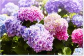 Muurdecoratie Bloemen - Hortensia - Roze - Bladeren - Zon - 180x120 cm - Tuinposter - Tuindoek - Buitenposter