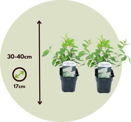 Plant In A Box - Hydrangea Paniculata 'Silver Dollar' - Set De 3 Hortensias Paniculés - Pot 9cm - Hauteur 25-40cm