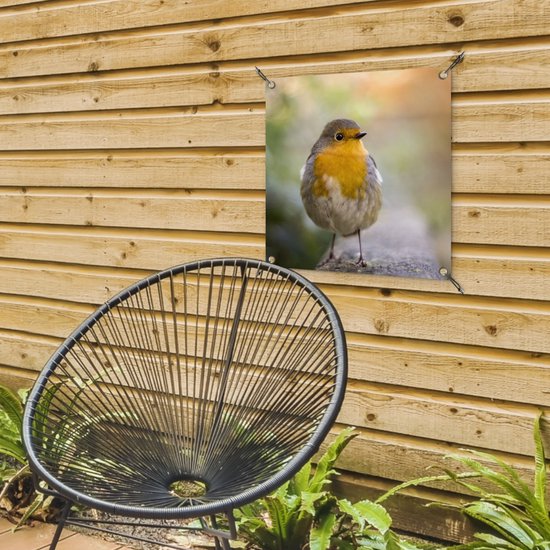 Tuinposter vogels - Roodborstje - Portret - Natuur - Tak - Tuindecoratie - Schuttingdoek - Schutting decoratie - Tuin - Tuinschilderij voor buiten - 50x50 cm - Tuindoek - Tuinposters buiten