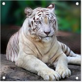Tuinposters Witte tijger - Boomstam - Bos - 50x50 cm - Tuindoek - Buitenposter
