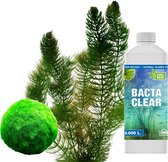 vdvelde.com - Vijver Helder Maken Pakket - S - Voor 100 - 500 liter water - Zuurstofplanten + vijverbacteriën - Plaatsing: los in het water
