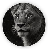 Welp leeuw - Dieren rond schilderij - Wanddecoratie rond leeuw - Landelijk schilderij - Wandcirkel - Kunstwerk - 40 x 40 cm 3mm