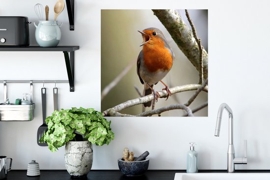 Affiche Robin sur une branche d'arbre 50x50 cm - Tirage photo sur Poster (décoration murale salon / chambre)