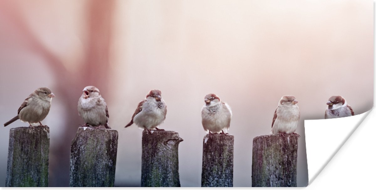 Poster Vogels - Mussen - Paaltjes - Hout - 40x20 cm
