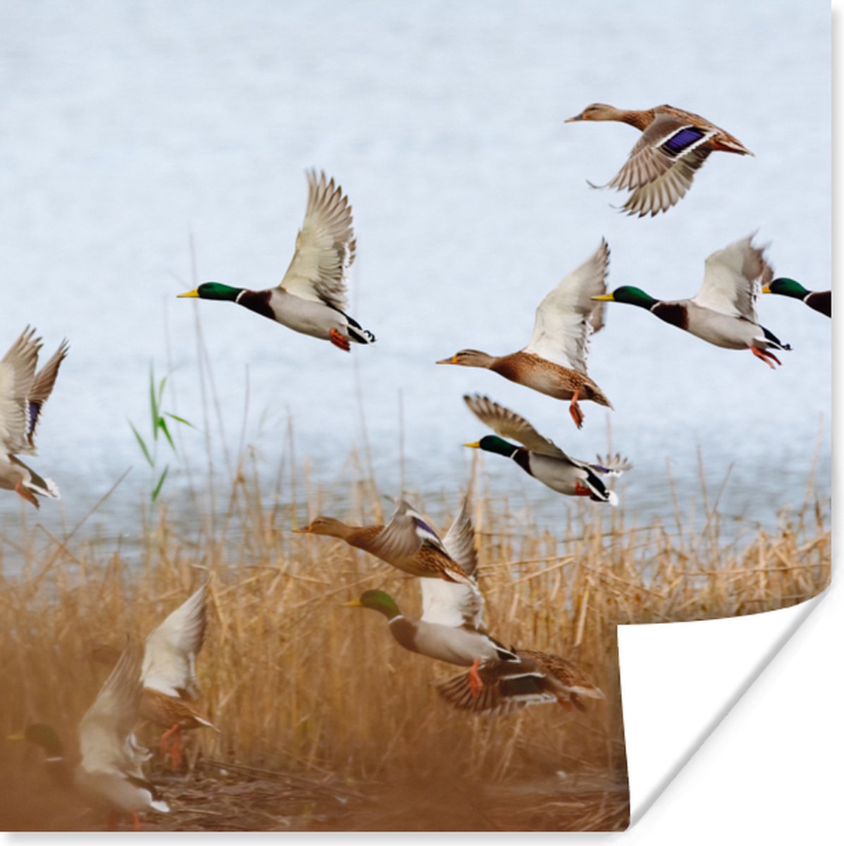 Poster Eend - Vogel - Riet - Water - Eenden - 75x75 cm