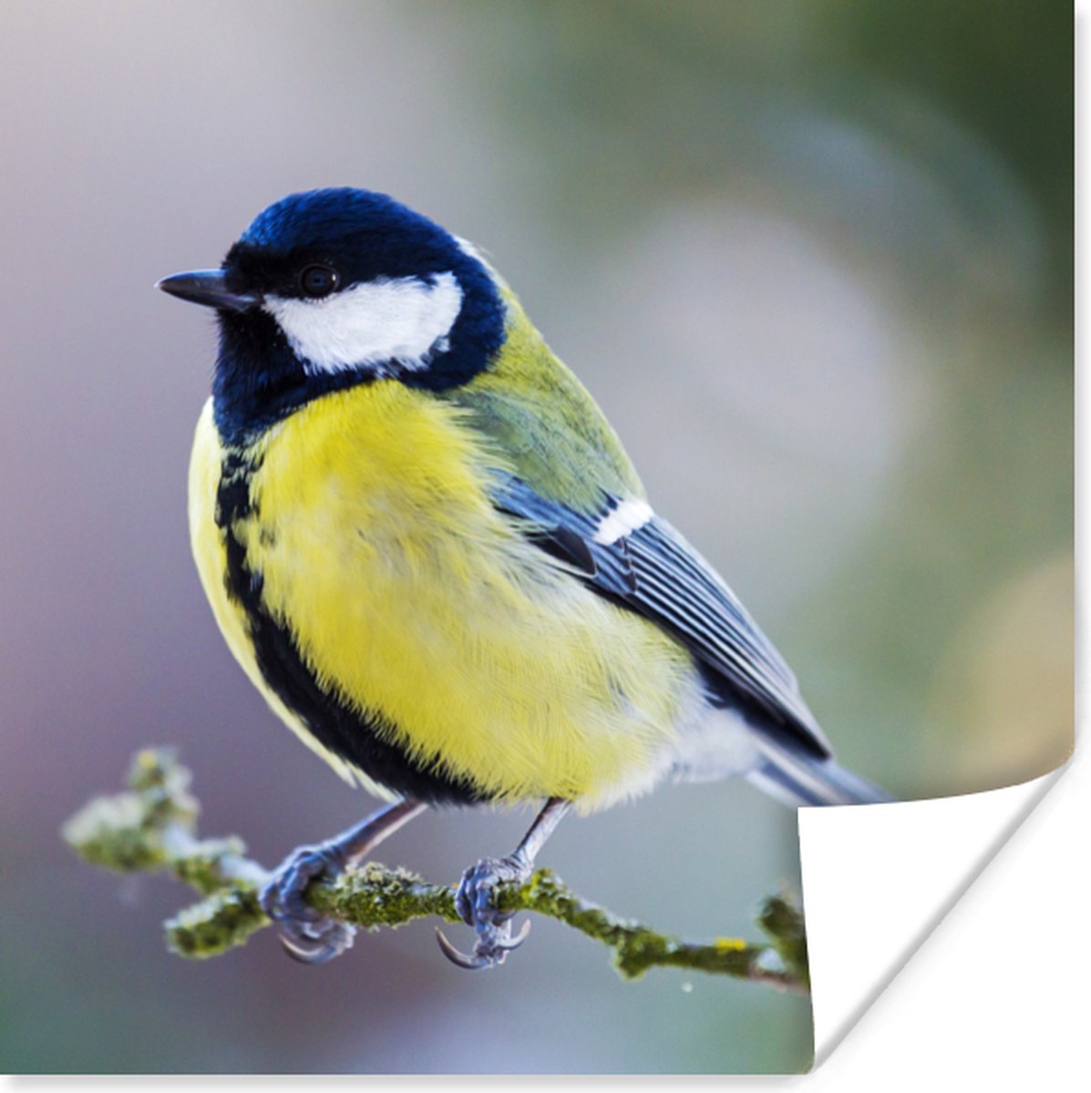 Poster Koolmees - Vogel - Tak - 30x30 cm