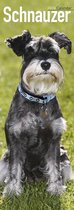 Schnauzer 2020