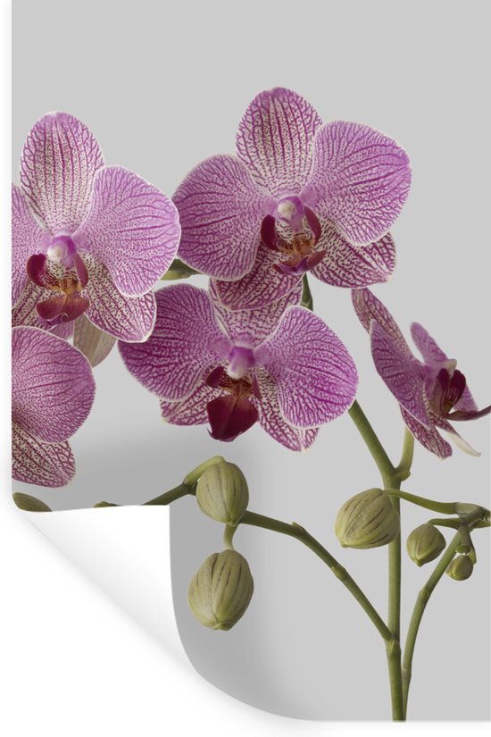 Sierlijke orchideeën geteld kruissteek kit stilleven modern kruisstiksel kit Luca-S borduurwerk bloem schilderij Orchidee B7009 - België