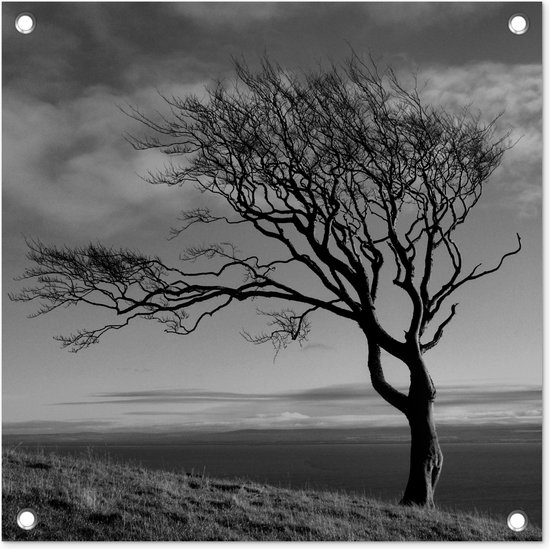 Tuinposters Winterfoto beukenboom zwart-wit - 50x50 cm - Tuindoek - Buitenposter