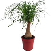 Plantenboetiek.nl | Beaucarnea "Maya Palm" Stam - Kamerplant - Hoogte 70cm - Potmaat 19cm
