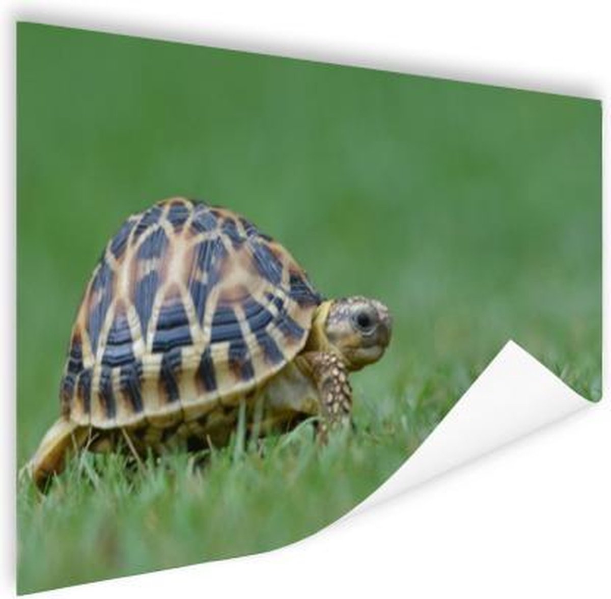 Poster Schildpad op gras - 90x60 cm