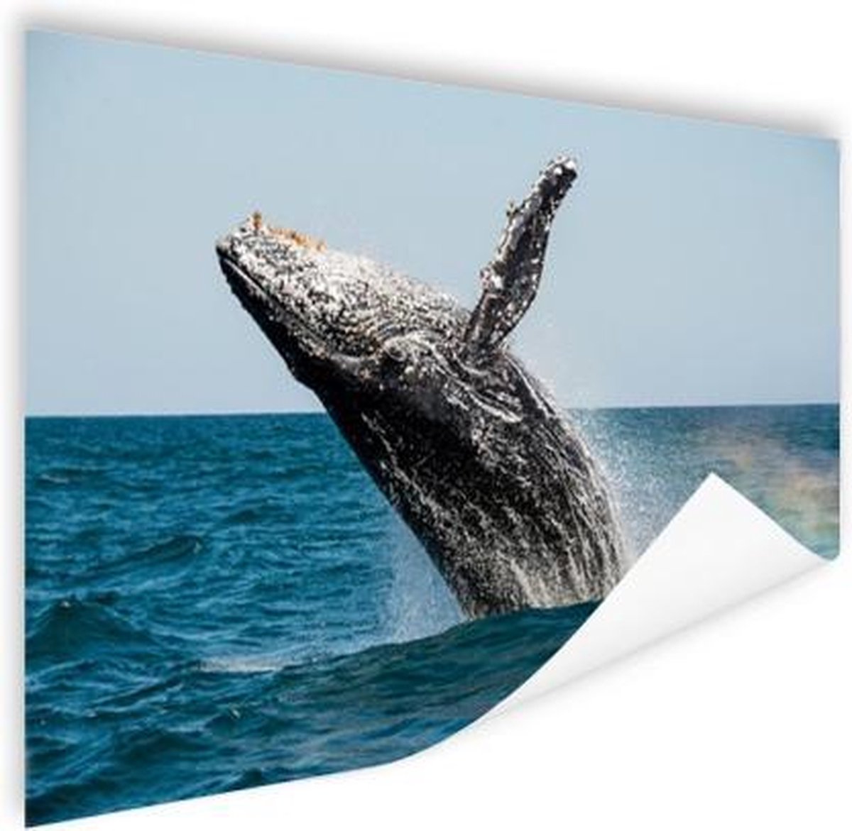 Poster Springende walvis - 90x60 cm