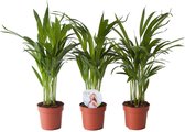 Kamerplanten van Botanicly – 3 × Goudpalm – Hoogte: 45 cm – Areca dypsis lutescens