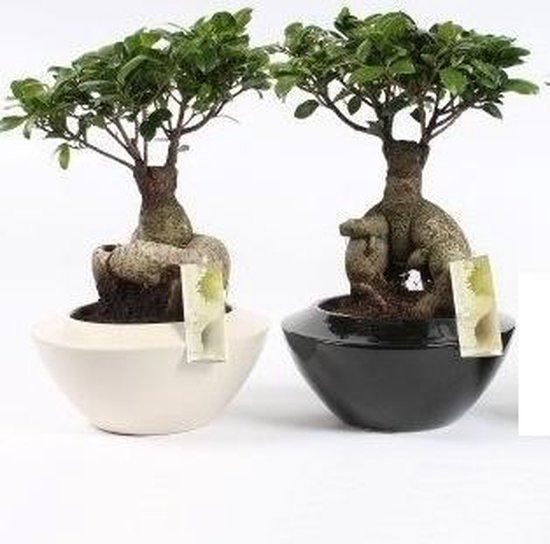 Bonsai Ficus ginseng in 21 cm ufo pot (Zwart)