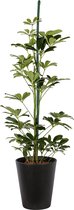 Plant in hydrocultuur systeem van Botanicly: Vingersboom met weinig onderhoud – Hoogte: 65 cm – Schefflera arboricola