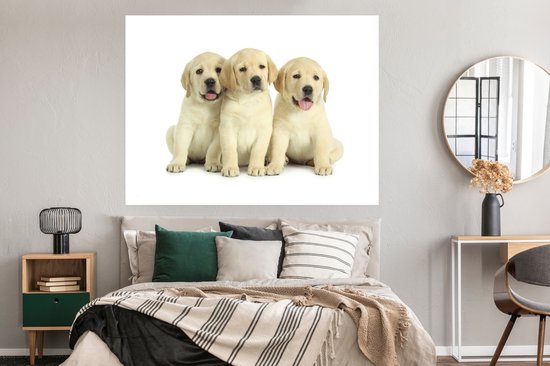 Trois adorables chiots Labrador Retriever Poster 160x120 cm - Tirage photo sur Poster (décoration murale salon / chambre) / Poster Animaux domestiques XXL / Groot format!